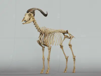 Goat Skeleton 3D model purchase
