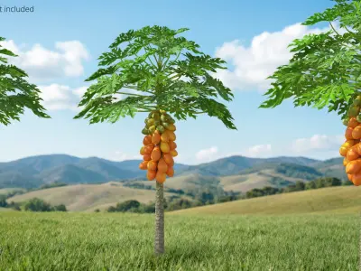 Exotic Papaya Tree with Ripe Fruit Bunch Orange Green 3D model