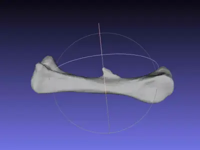 Psittacosaurus Right Femur Free 3D print model