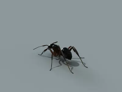 ant rig 3D model purchase