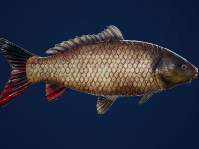 Carp with Swimming Animation Low-poly 3D model
