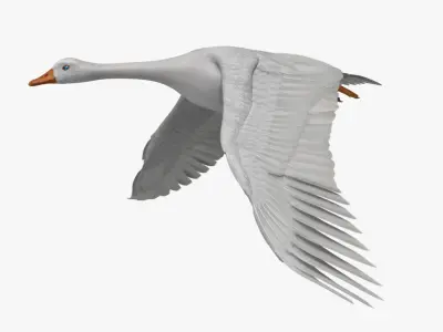 Chen Caerulescens "Snow Goose Albino" 3D model