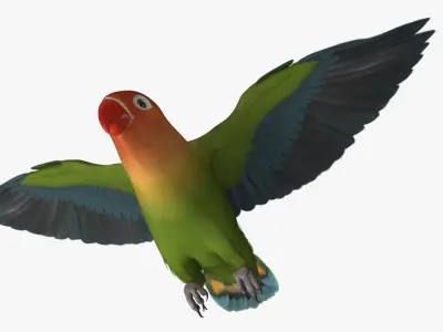 Agapornis Fischeri "Fischer's Lovebird" 3D model