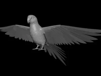 Parrot 3D model get