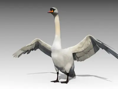  Mute Swan 