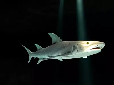 Reef Shark Low-poly 3D model
