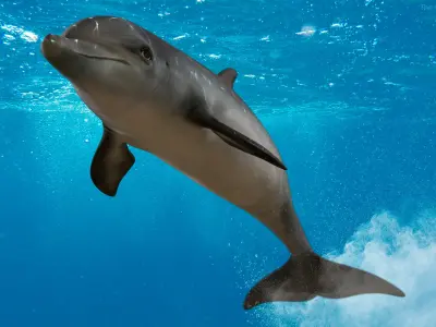 Dolphin Animated Collection 3D model