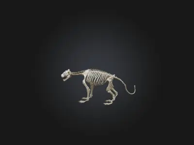 Realistic Tiger Skeleton Model Low-poly 3D model