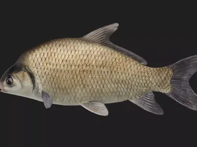 Carp fish Low-poly 3D model