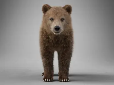 Little Brown bear Animated 3D model