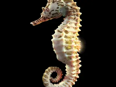  SEA HORSE - RIGGED 