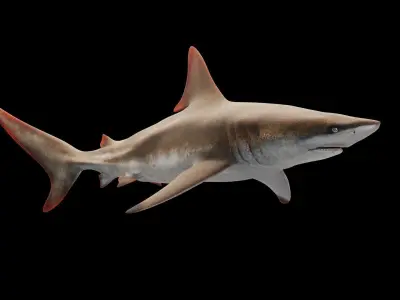 Oceanic Blacktip Shark Low-poly 3D model