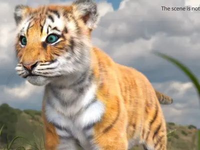 Tiger Cub Fur Rigged 3D model