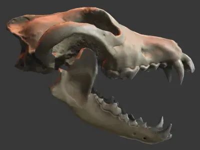 Wolf Skull Low-poly 3D model