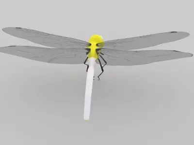 Cartoon Dragonfly 3D Model 3D model