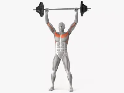 Muscular System Anatomy Shoulder Press 3D model purchase