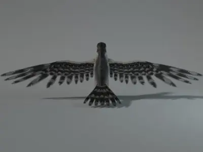 Falcon with wings spread Low-poly 3D model
