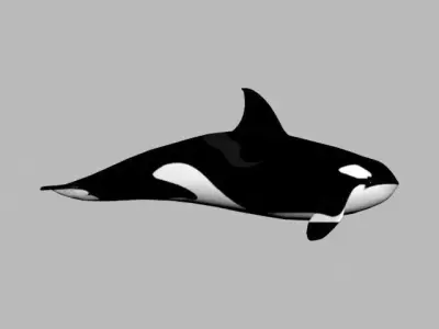 Killer Whale 3D model