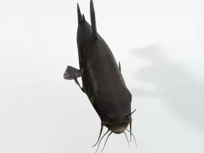 Catfish Low-poly 3D model