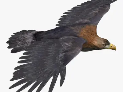 Golden Eagle (ANIMATED) 3D model