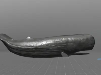 Sperm Whale Low-poly 3D model