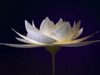 White Lotus- Water Lily 3d Animated 3D model