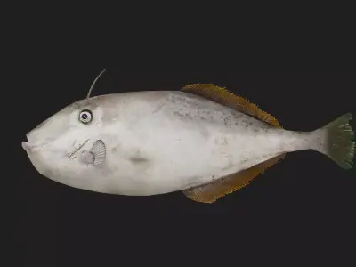 Filefish Low-poly 3D model 2