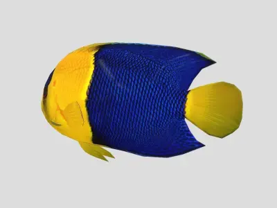 Bicolor Angelfish Realistic Animated Low-poly 3D model