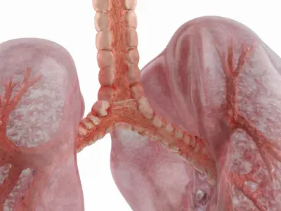 Transparent Lung Anatomy with Vascular Tree 3D model