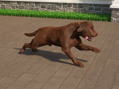Running Brown Retriever Dog Fur Animated Rigged for Maya 3D model purchase
