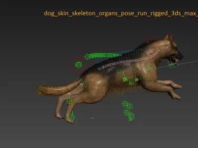 Dog Skin, Skeleton And Organs Animated 3D model