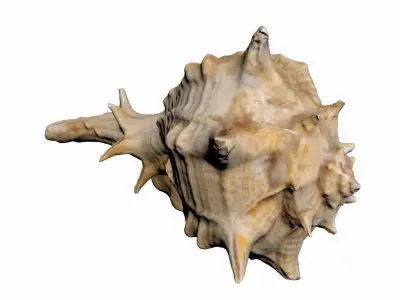 Sea Shell Low-poly 3D model buy