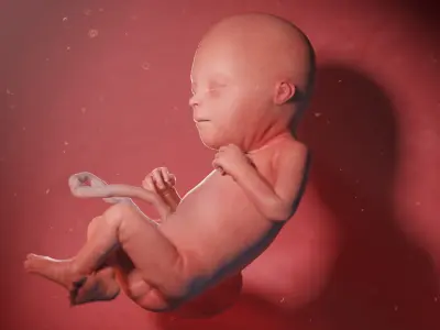 Fetus Week 22 Animated 3D model