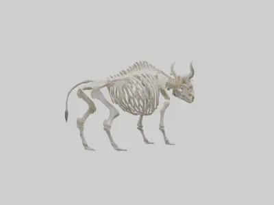Bison Skeleton model 3D model
