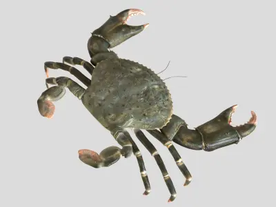 Crabs crab 3D model