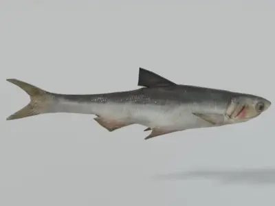 Anchovy fish Low-poly 3D model