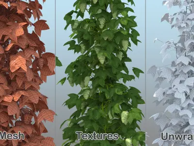 Green Growing Hops Plantation 3D model