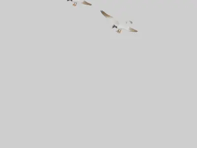 Goose flying in formation model Low-poly 3D model