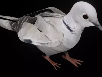 Fully Rigged Textured Animated Pigeon 3D model
