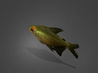 Zitronensalmler fish Low-poly 3D model