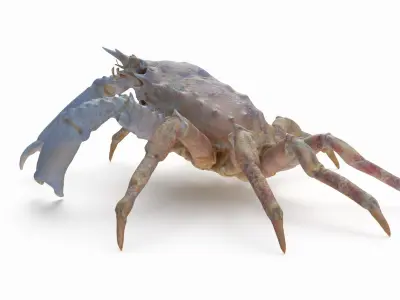 Marine Invertebrates 3D model