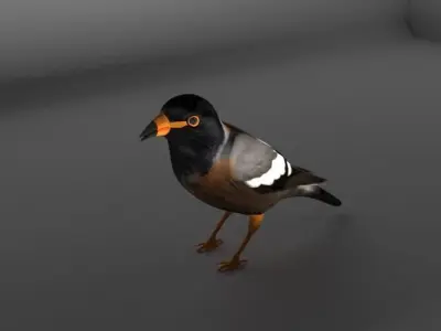 Myna Bird 3D model