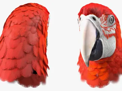 Red Green Macaw Parrot Head 3D model purchase