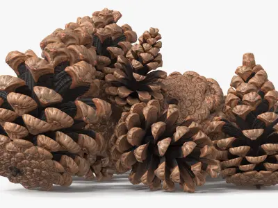  Pine Cones Pile with Open Scales Brown 