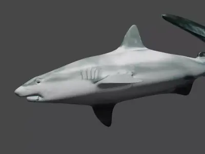 SHARK Low-poly 3D model 3
