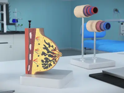  Cross-Section Breast Model Lactating on Stand 