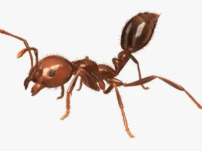 Solenopsis Invicta "Red Fire Ant" 3D model