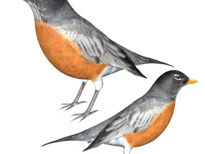 American Robin Low-poly 3D model