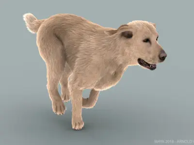 Labrador Retriever (FUR) (ANIMATED) 3D model