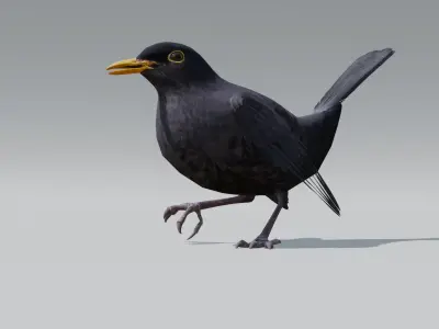 Common Blackbird Rigged 3D model